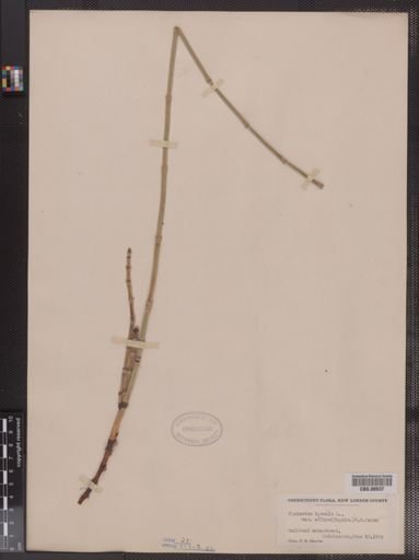 Equisetum hyemale