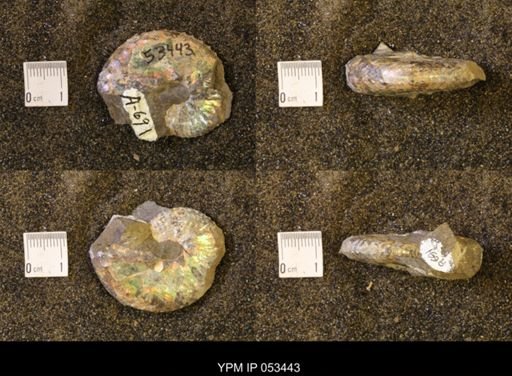 Discoscaphites conradi