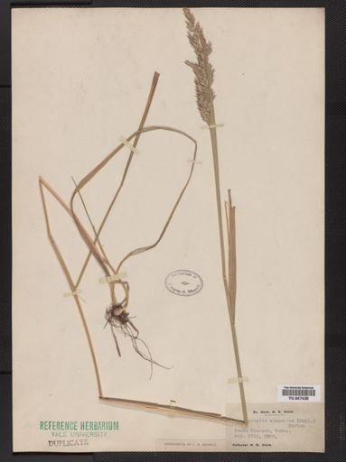 Calamagrostis cinnoides