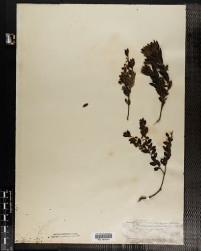Plantae