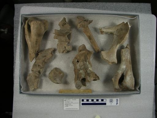 Equus sp.