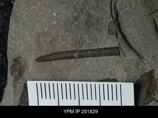undet. Eurypterida