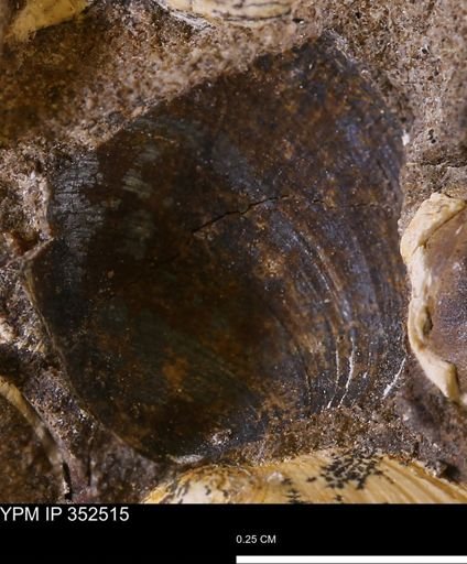 Limopsis striatopunctatus