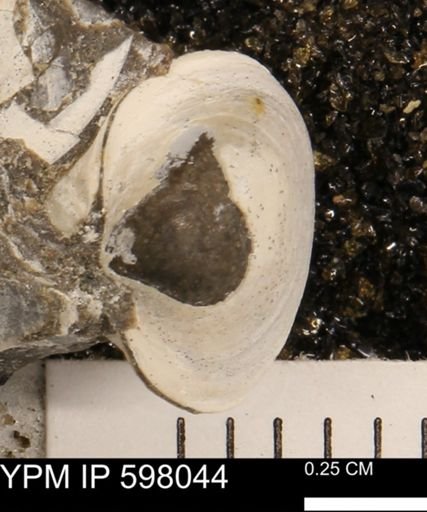 Protocardia?
