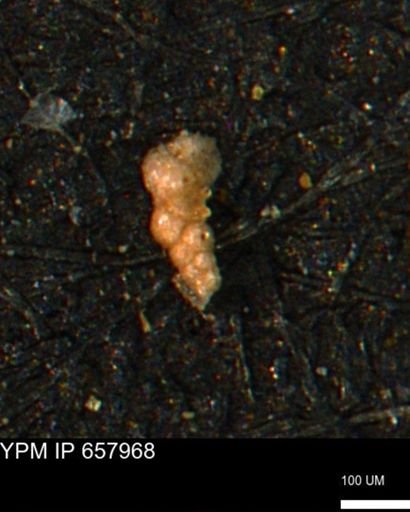 Verneuilinoides kansasensis