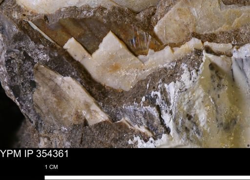 undet. Ammonoidea