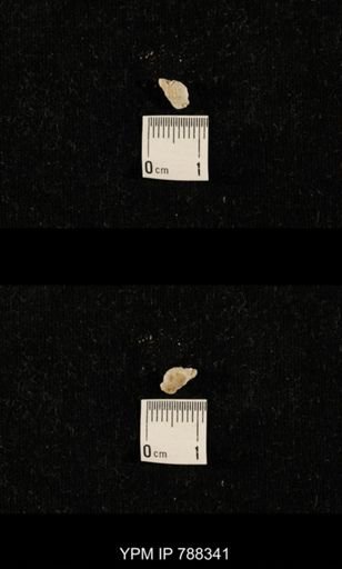 taxon undetermined