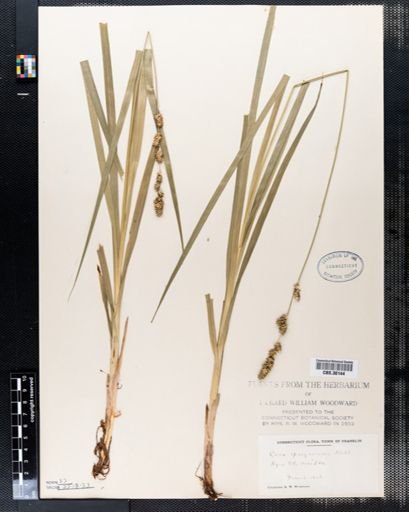 Carex sparganioides