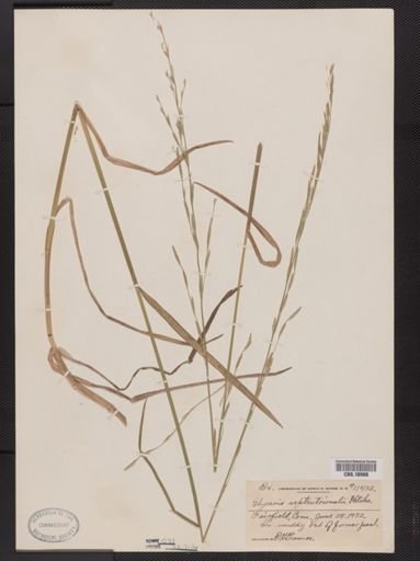 Glyceria septentrionalis