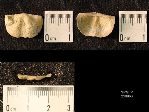Chonetes sp.