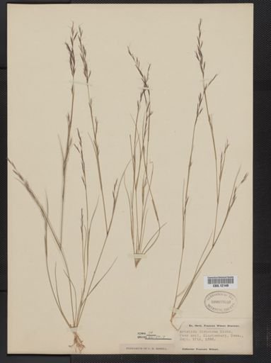 Aristida dichotoma