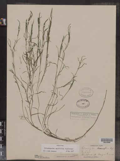 Potamogeton spirillus