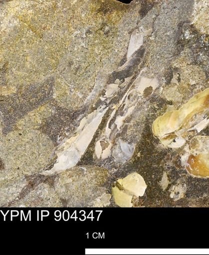 undet. Mollusca