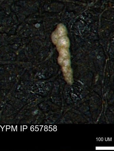 Verneuilinoides kansasensis