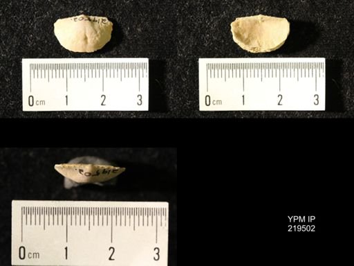 Chonetes granulifer