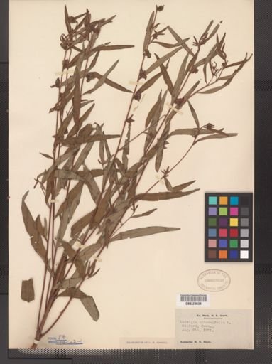 Ludwigia alternifolia