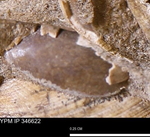 undet. Bivalvia