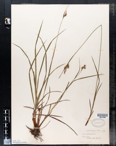 Carex pallescens