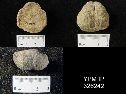 Pustula nebrascensis