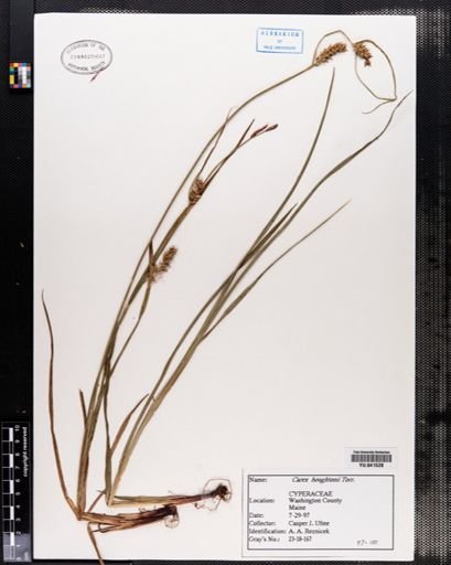 Carex houghtonii