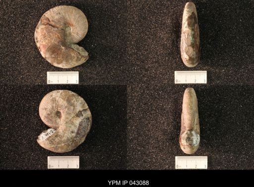 Hoploscaphites nicolletii