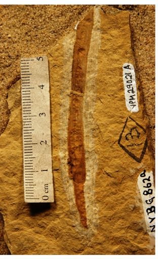 Poacites sp.