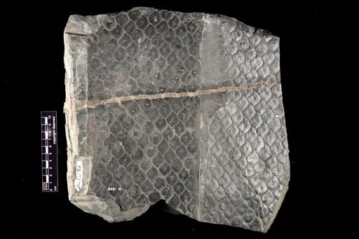 Lepidodendron sp.