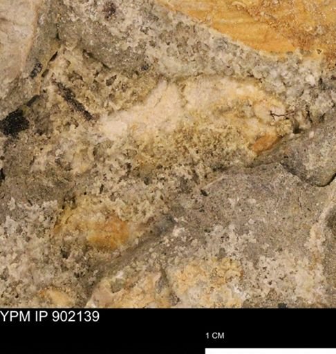 undet. Mollusca