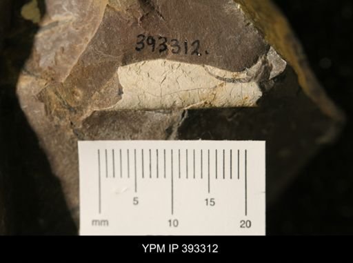Baculites perplexus