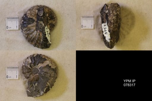 Jeletzkytes nebrascensis