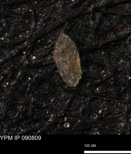 Spirolocammina planula