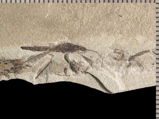 undet. Gerridae