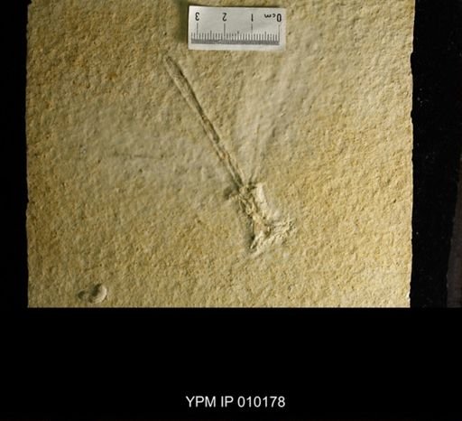 Libellulium longialata