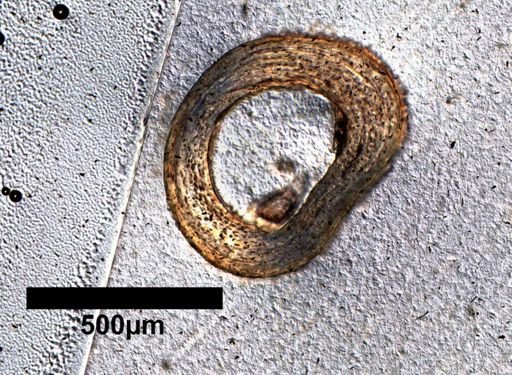 Phyllodactylus nocticolus