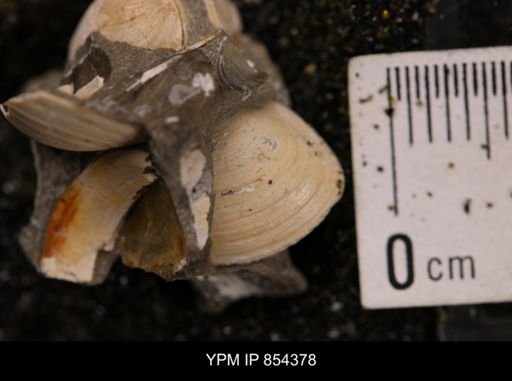 Limopsis striatopunctatus