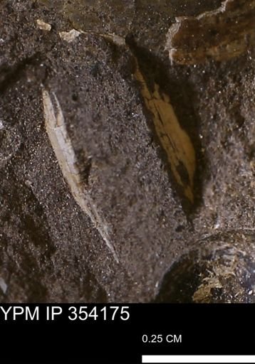 undet. Bivalvia
