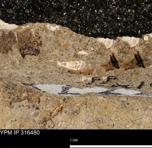 undet. Mollusca