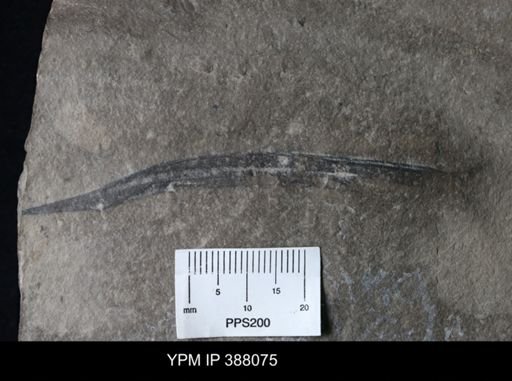 Dolichopterus jewetti