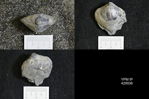 Athyris spiriferoides
