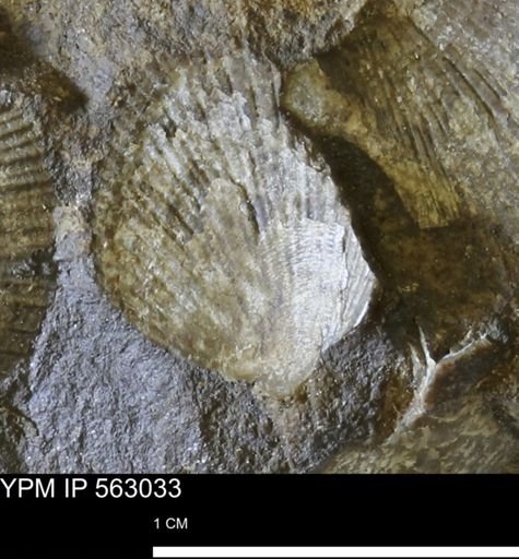 Oxytoma (Hypoxytoma) sp.