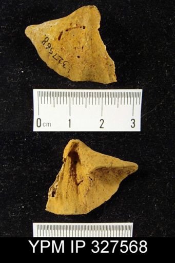 Arduspirifer sp.