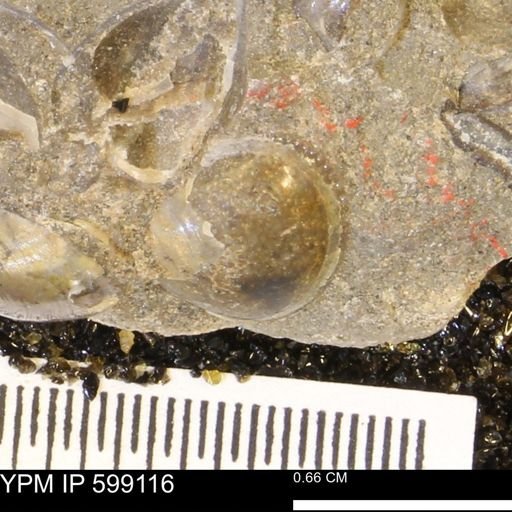 undet. Bryozoa