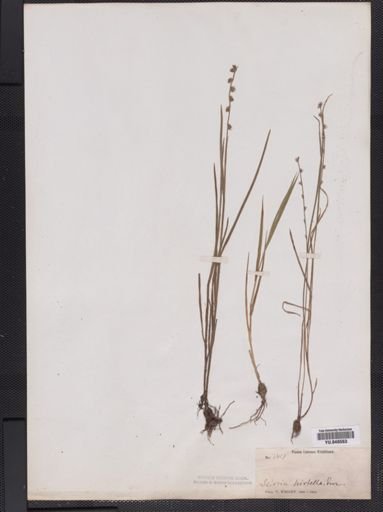 Scleria