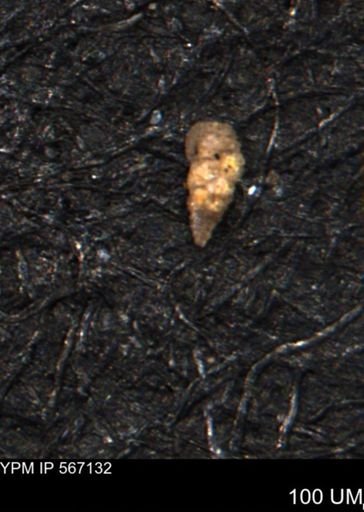 Verneuilina canadensis