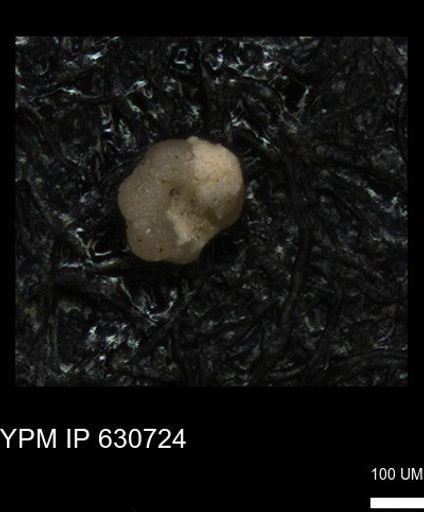 undet. Foraminiferida