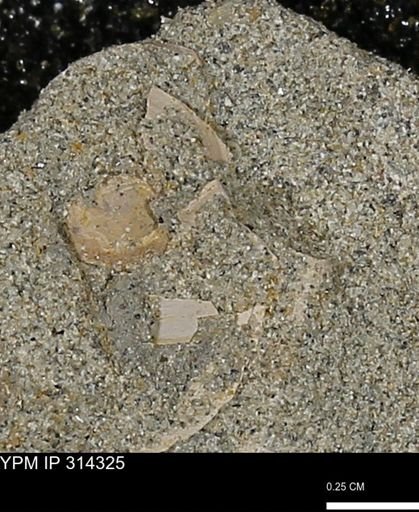 undet. Mollusca