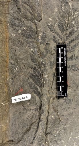 Archaeopteris sp.