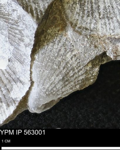 Oxytoma (Hypoxytoma) sp.