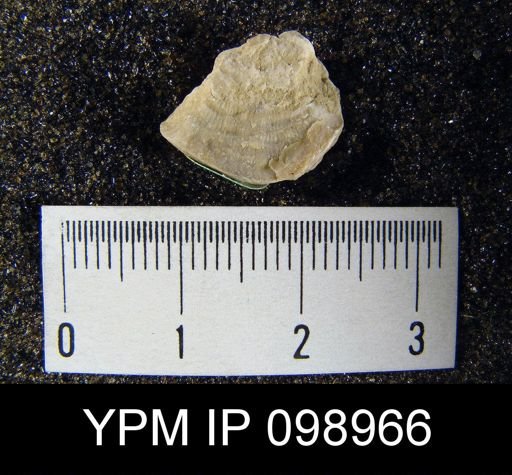 Leptaena rhomboidalis