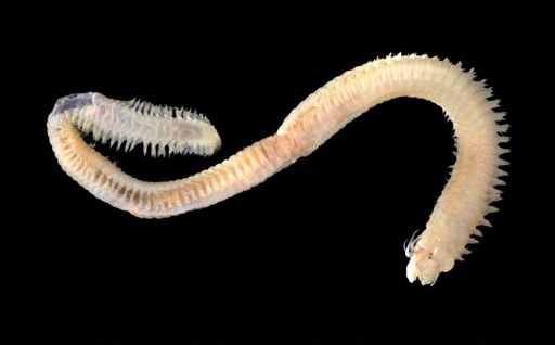 Polychaeta